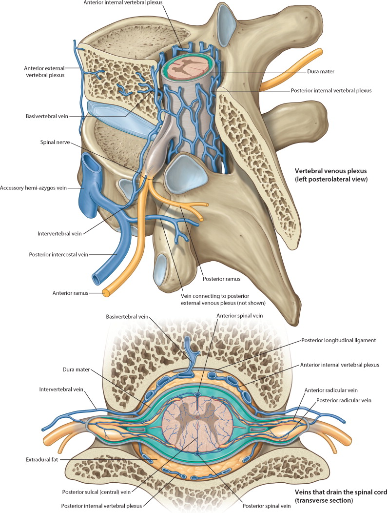 anatomy epidural space.jpg